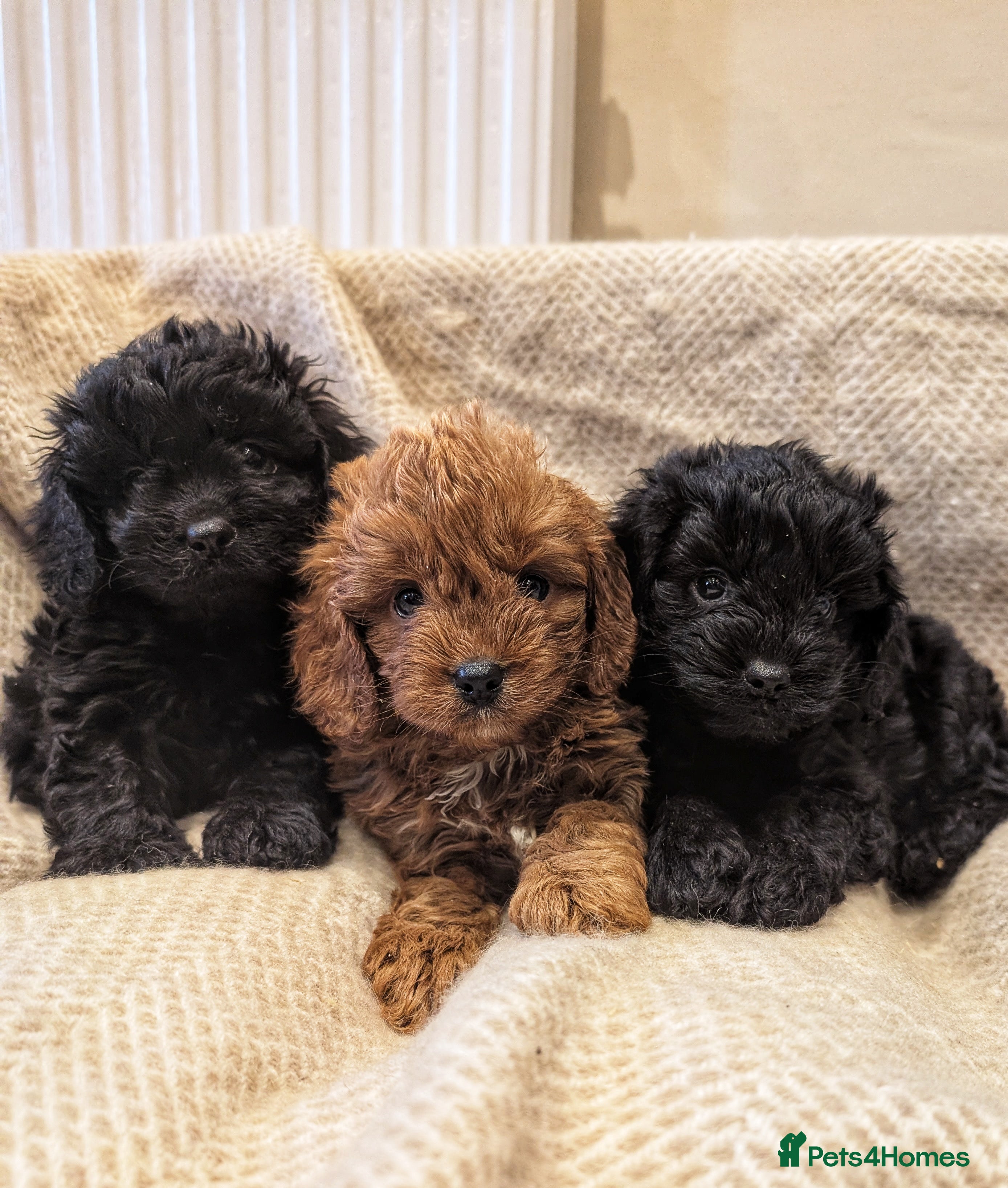 Cavapoo dogs 3 EXTENSIVELY HEALTH TESTED ADORABLE CAVAPOOS - Advert 5