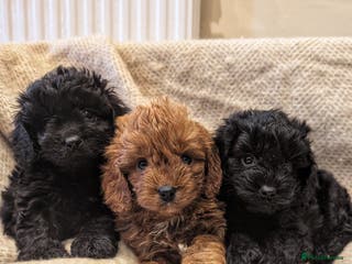 Cavapoo dogs 3 EXTENSIVELY HEALTH TESTED ADORABLE CAVAPOOS - Advert 2