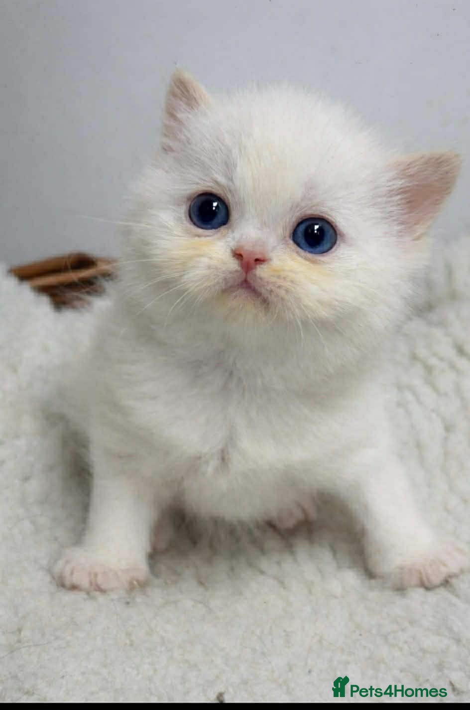 Exotic cats EXOTIC FLAME PONIT MALE BEAUTIFUL BOY READY TO GO  - Advert 1