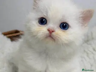 Exotic cats EXOTIC FLAME PONIT MALE BEAUTIFUL BOY READY TO GO - Advert 1