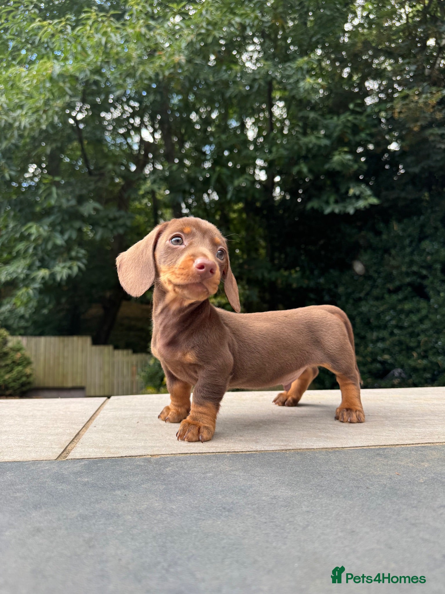 Miniature Dachshund dogs Miniature Dachshunds. PRA clear. 5 star breeder. - Advert 16