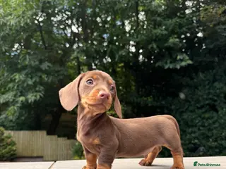 Miniature Dachshund dogs Miniature Dachshunds. PRA clear. 5 star breeder. - Advert 16