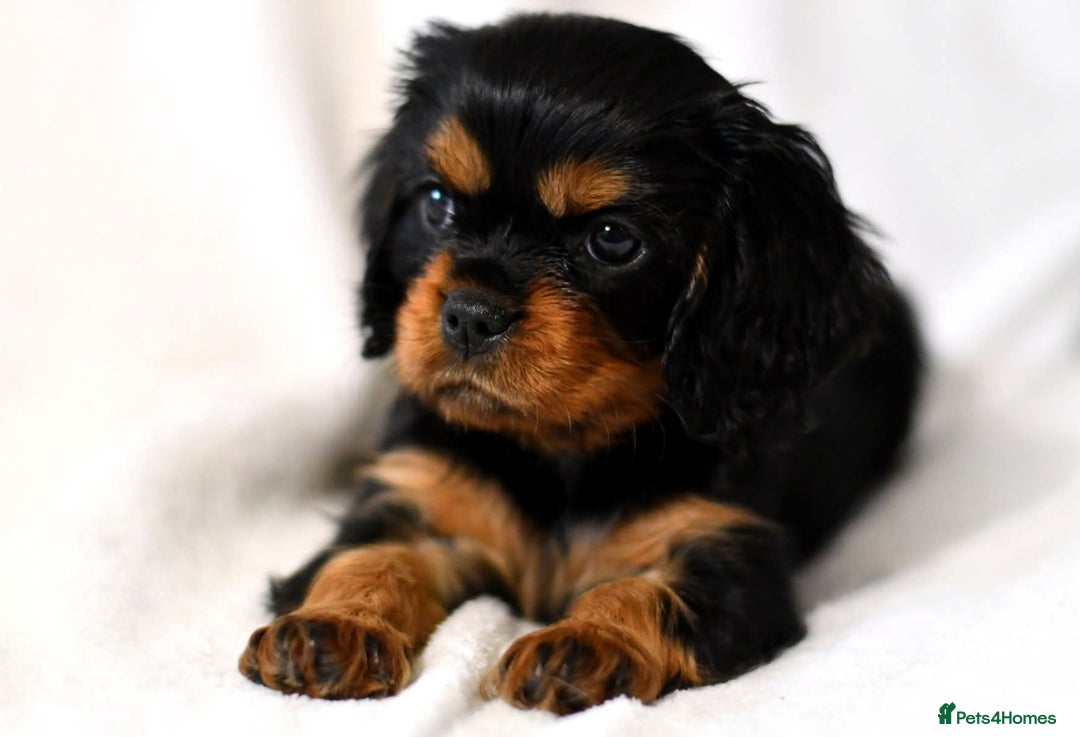 Cavalier King Charles Spaniel dogs for sale: Cavalier King Charles spaniel  - Image 14