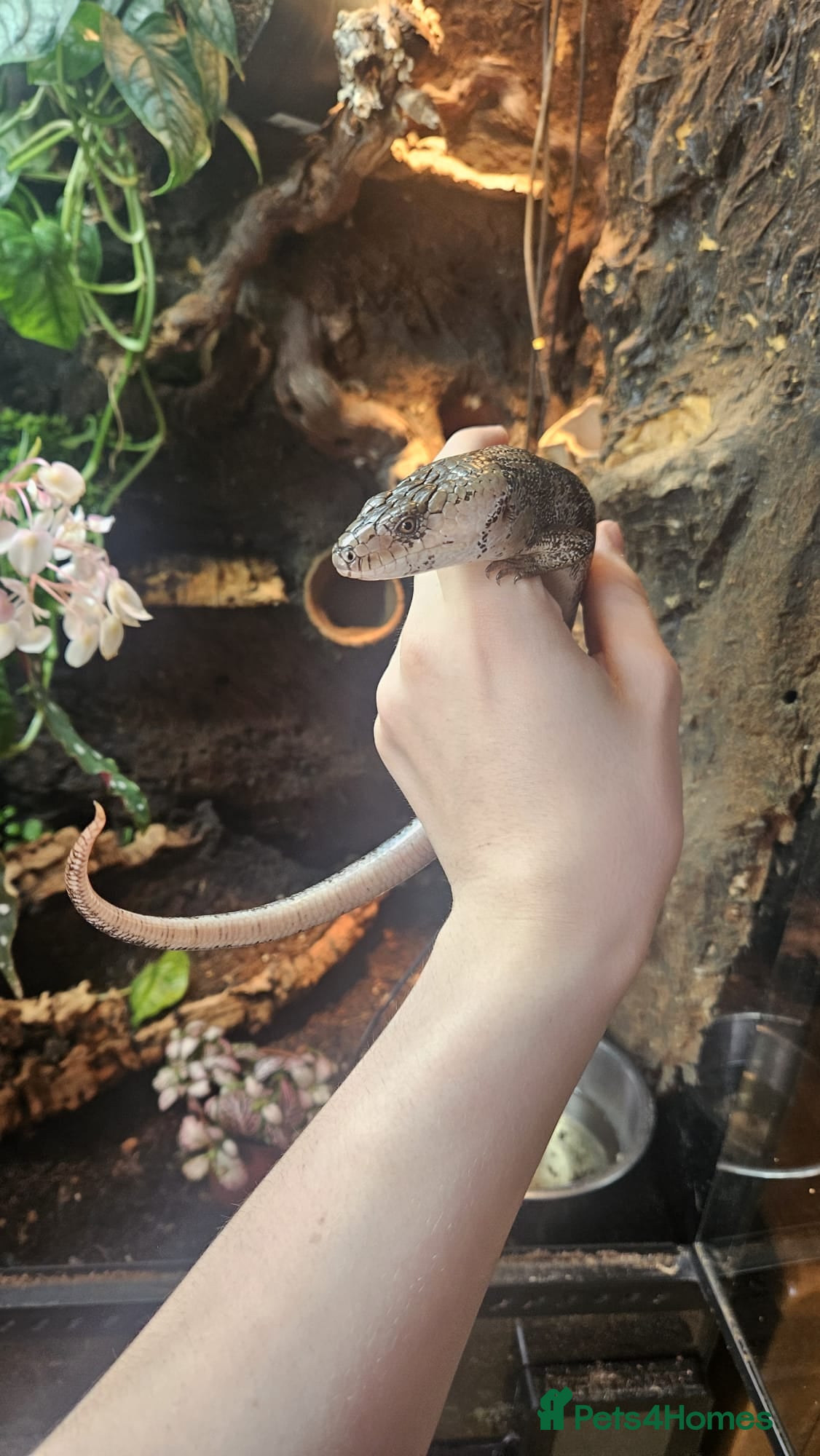 Skink reptiles Pink toungh skinks  - Advert 2