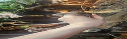 Skink reptiles for sale: Pink toungh skinks  - Advert 1