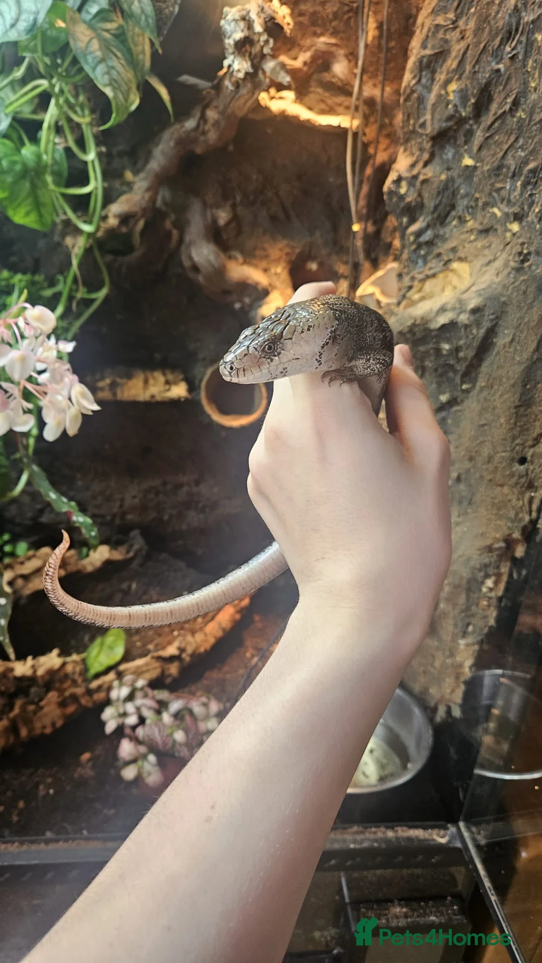 Skink reptiles for sale: Pink toungh skinks  - Advert 1