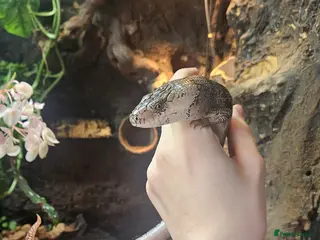 Skink reptiles Pink toungh skinks - Advert 2