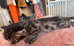 Bengal cats for sale: 4 pure bangal and 5 bengal x kittens - Image 9