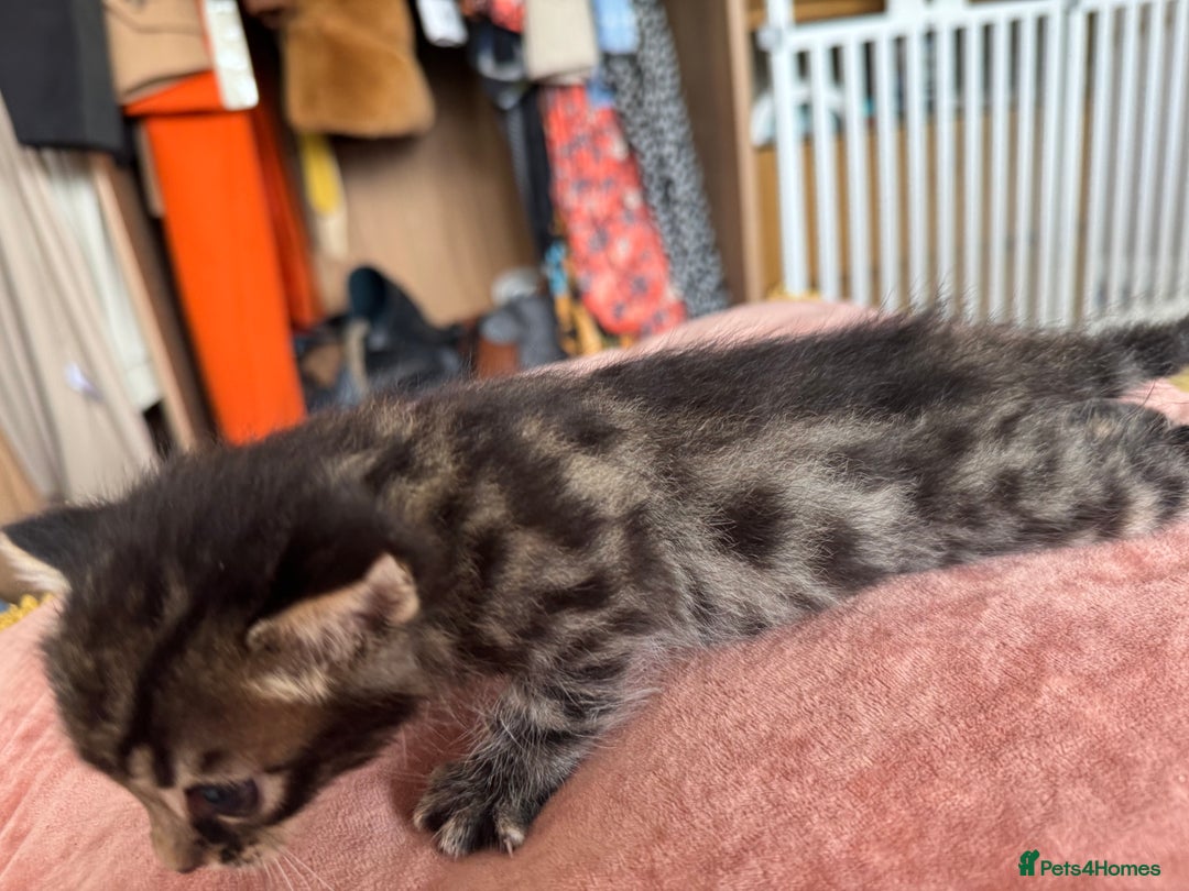 Bengal cats for sale: 4 pure bangal and 5 bengal x kittens - Image 9
