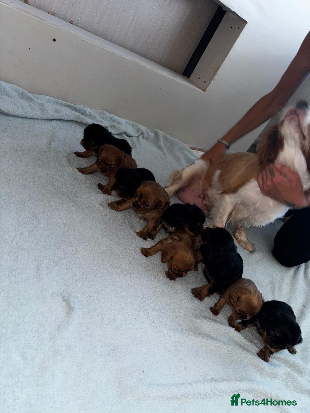 Cavalier King Charles Spaniel dogs for sale: Beautiful cavalier puppies  - Image 3