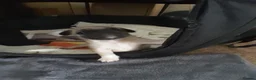 Mixed Breed dogs for sale: 2 pugs in Portsmouth - Advert 3