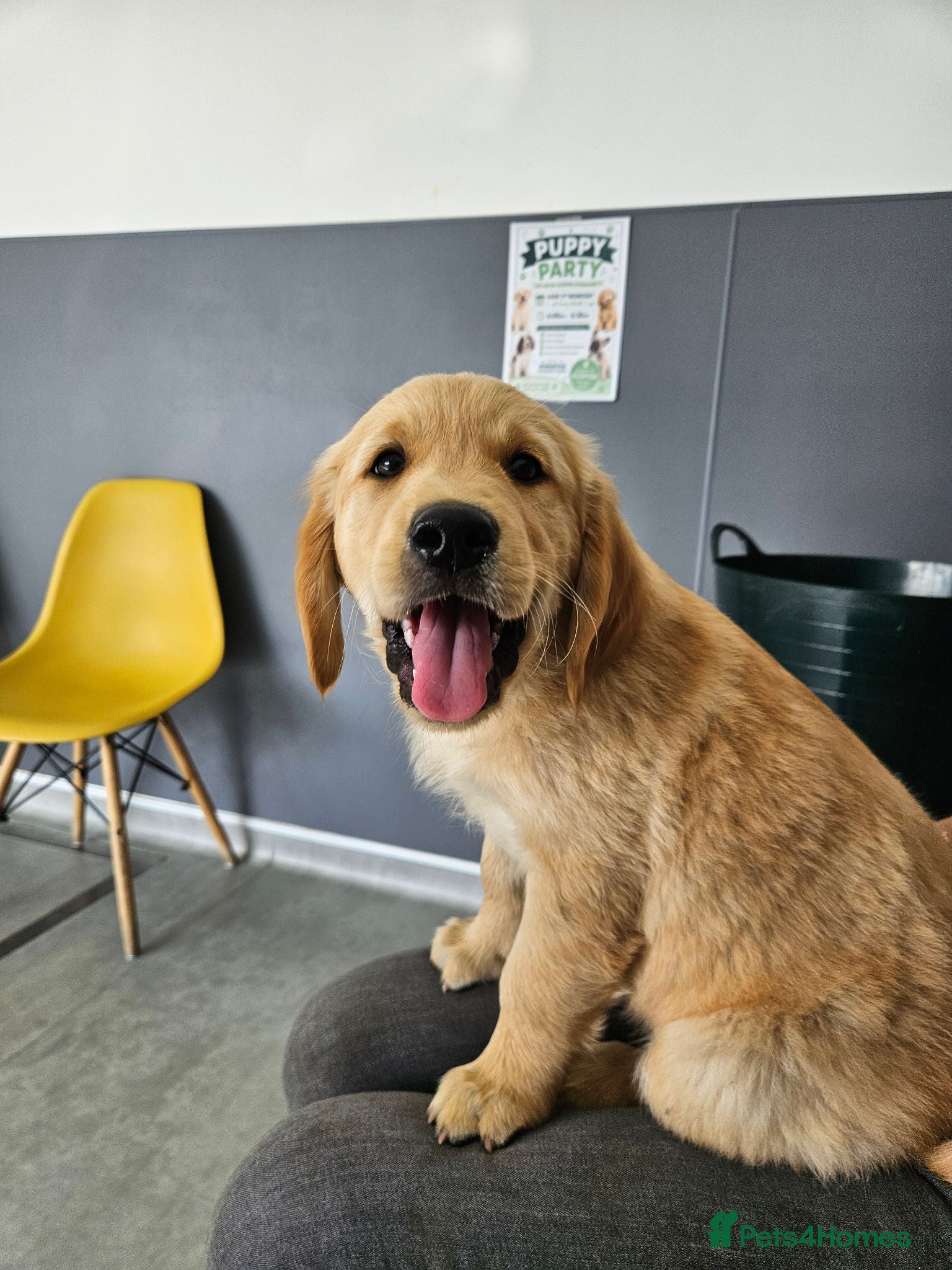 Golden Retriever dogs Litter of Golden Retriever puppies - Advert 1