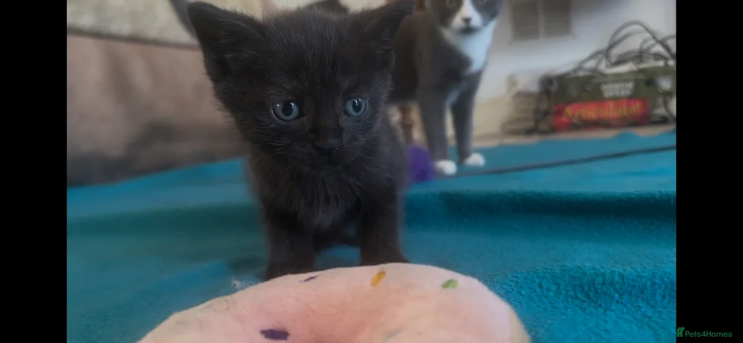 Mixed Breed cats for sale: Sweet Cuddly Black Kittens Looking for a Good Home - Advert 1