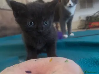Mixed Breed cats Sweet Cuddly Black Kittens Looking for a Good Home - Advert 1