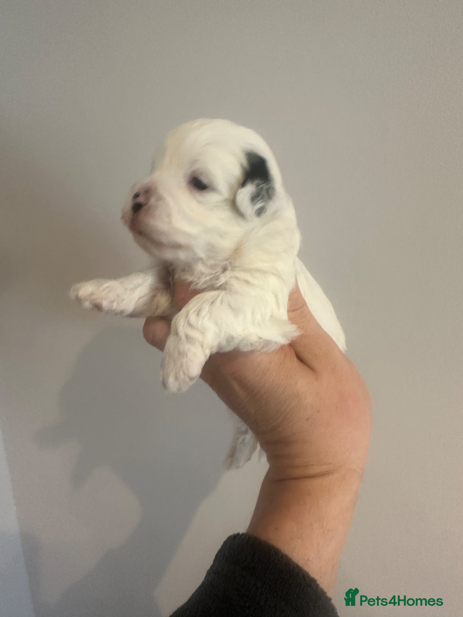 Maltipoo dogs  Tiny Maltipoo babys - Advert 1