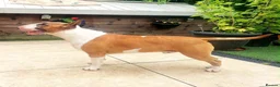 English Bull Terrier dogs for sale: 1 pure white male outstanding pedigree  - Advert 15