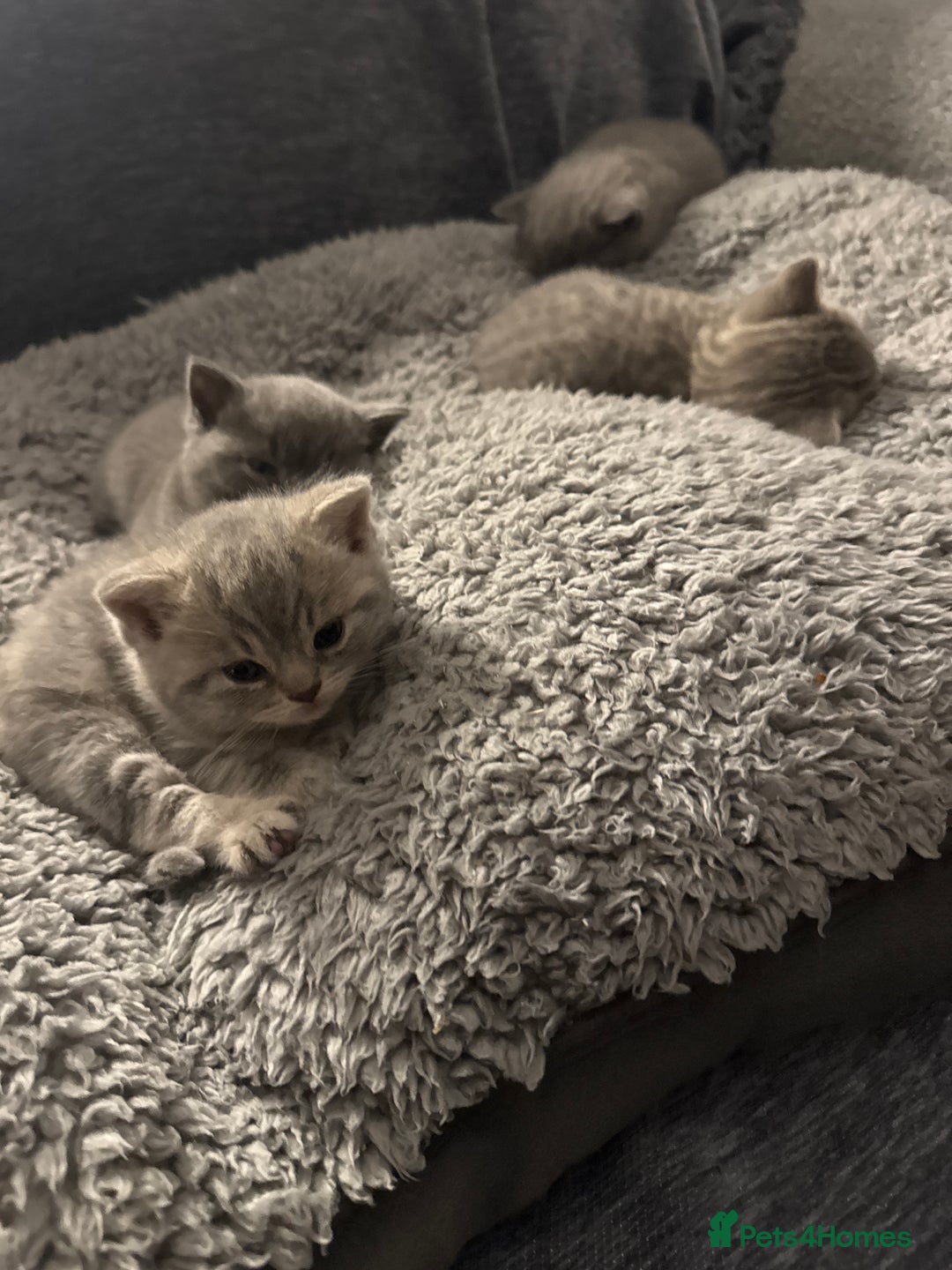 British Shorthair cats for sale: 👉 British Shorthair Kittens – Ready 14 Feb - Advert 3