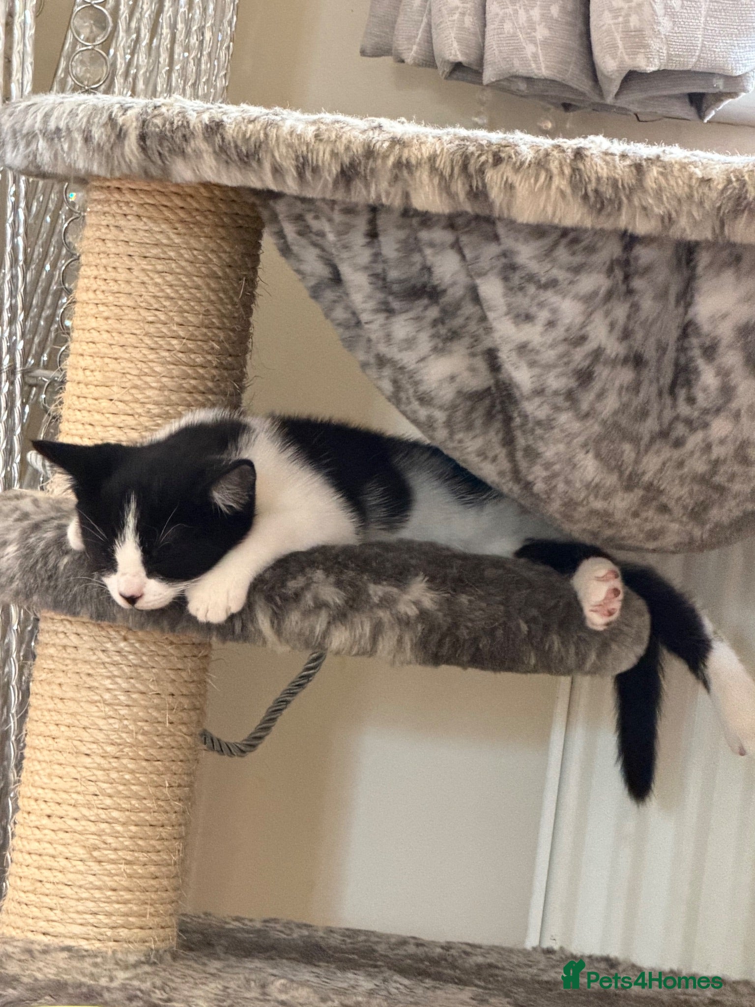 Mixed Breed cats Only one beautiful girl left!💖💕💖 ready to leave - Advert 2