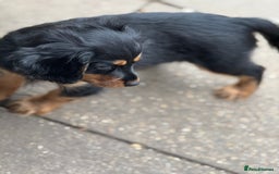 Cavapoo dogs for sale: Cavapoo rare black &tan health tested  - Image 10