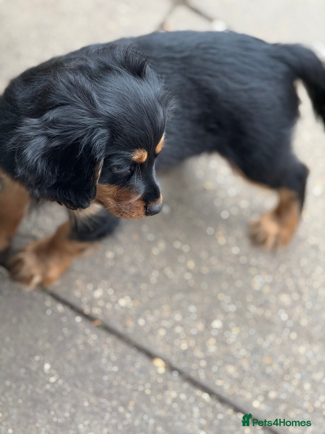 Cavapoo dogs for sale: Cavapoo rare black &tan health tested  - Image 10