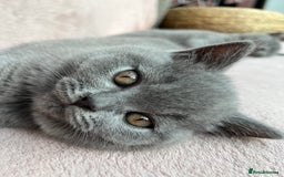 British Shorthair cats for sale: London: GCCF Pedigree British Blue Shorthair Girls - Image 5