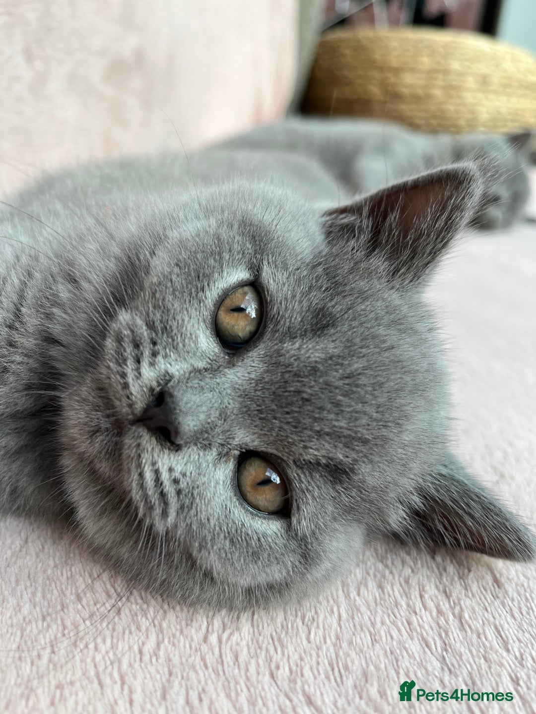 British Shorthair cats for sale: London: GCCF Pedigree British Blue Shorthair Girls - Image 5