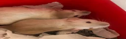Rat rodents for sale: Baby dumbo rats - Advert 3