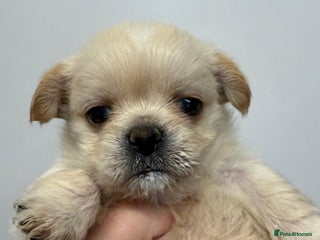 Mixed Breed dogs 🐾 Adorable Puppies Ready for Forever Homes 🐾 - Advert 4