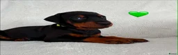 Dobermann dogs for sale: KC REGISTERED - DOBERMAN PUPPIES - Advert 23