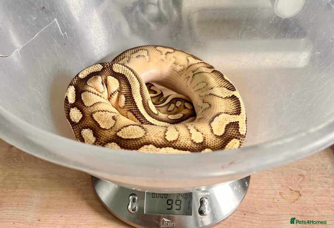 Python Snake reptiles for sale: Royal pythons looking for new home - Image 7