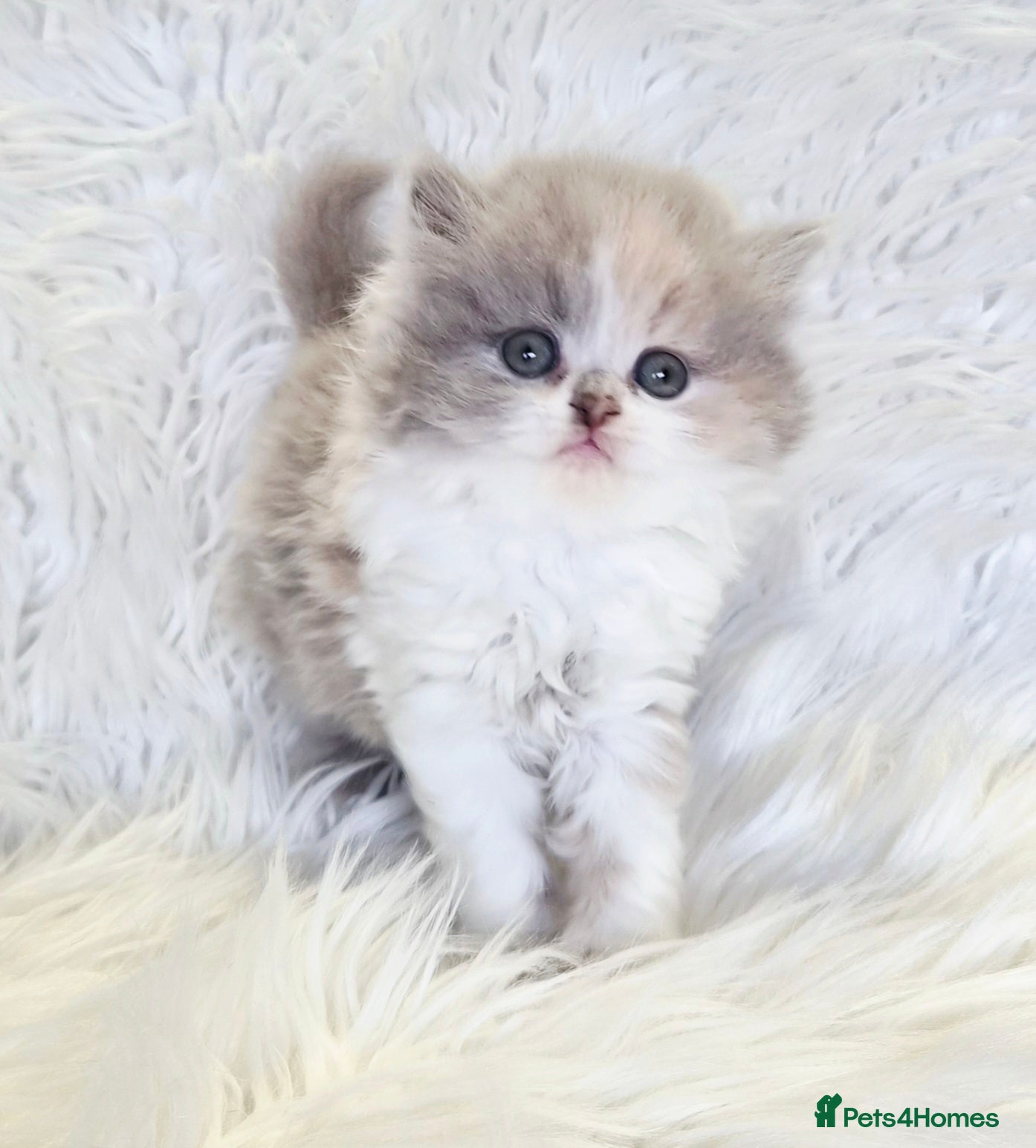British Shorthair cats Gorgeous British shorthair kittens and 1 longhair  - Advert 4