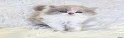 British Shorthair cats for sale: Gorgeous British longhair so loving - Advert 3