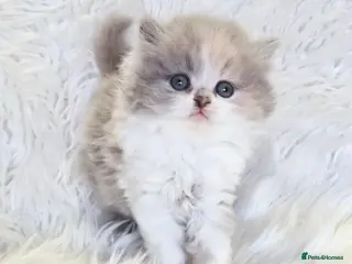 British Shorthair cats Gorgeous British shorthair kittens and 1 longhair - Advert 4