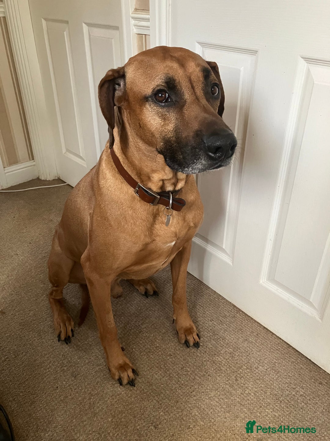 Rhodesian Ridgeback dogs for sale: Rhodesian ridgebacks for sale - Image 14