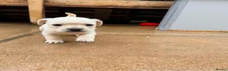 Mixed Breed dogs for sale: Frenchie x Yorkipoo Puppies  - Advert 8