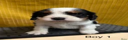 Cavalier King Charles Spaniel dogs for sale: 🐾Cavalier King Charles Spaniels- Dad DNA tested🐾 - Advert 2