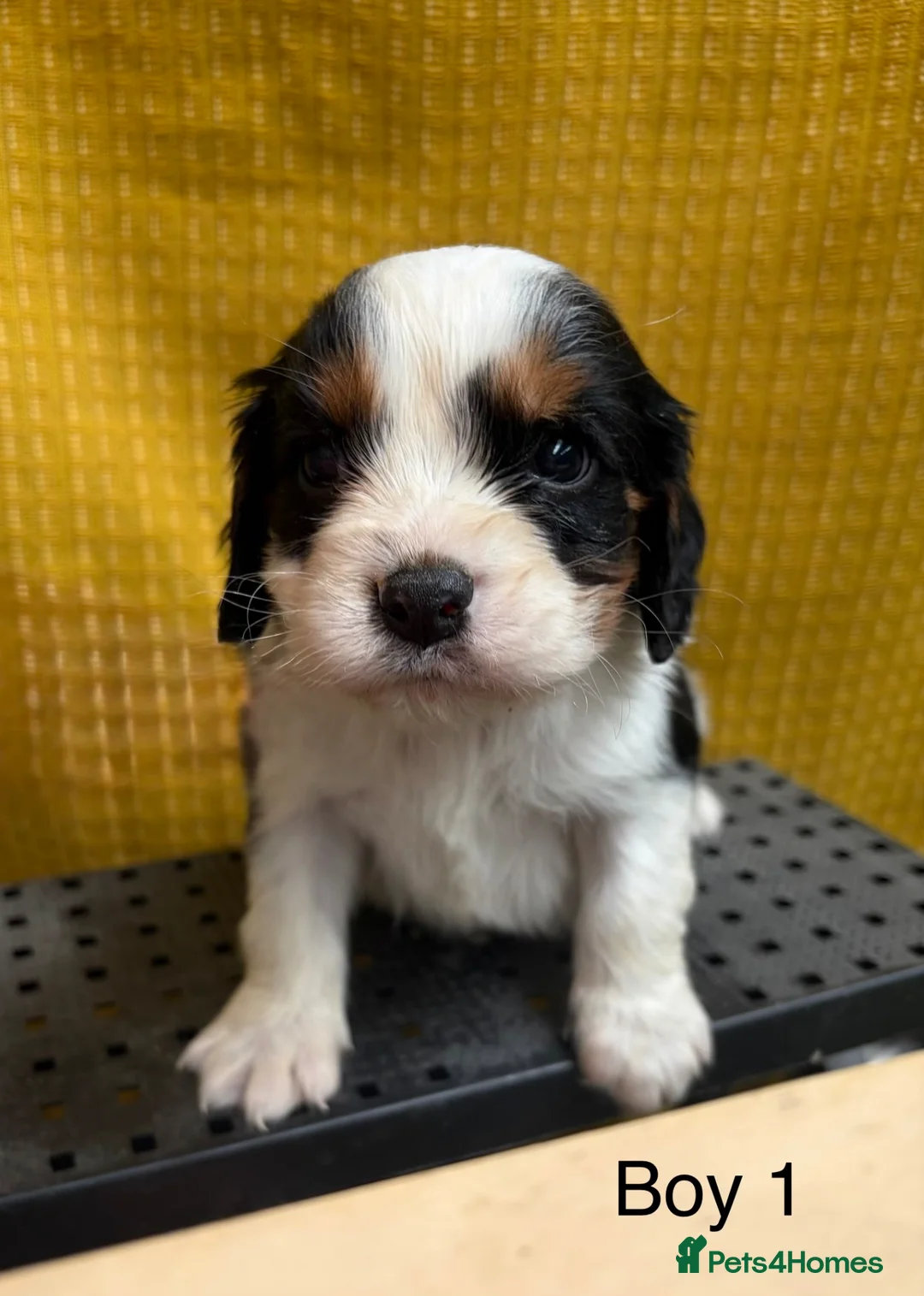Cavalier King Charles Spaniel dogs for sale: 🐾Cavalier King Charles Spaniels- Dad DNA tested🐾 - Advert 2