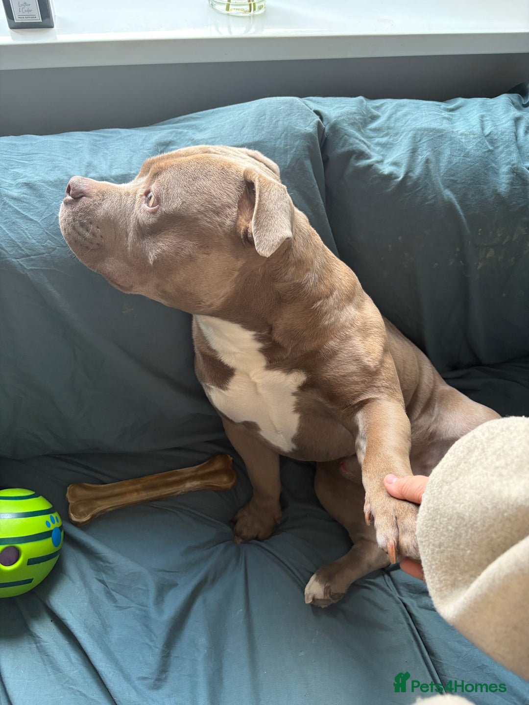 American Bully dogs for sale: Pocket bully 2 years old  - Image 5