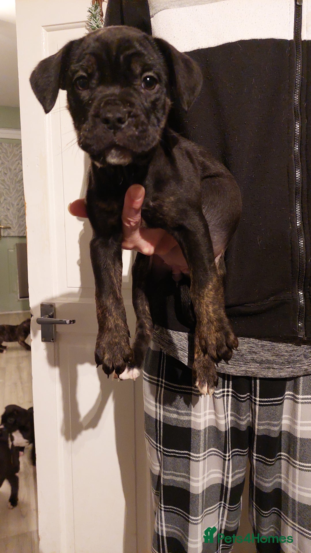 Mixed Breed dogs for sale: Cane Corso cross American bulldog puppy's  - Advert 12