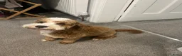 Mixed Breed dogs for sale: 10 m/o F2 Cockapoo in need of quiet home - Advert 2