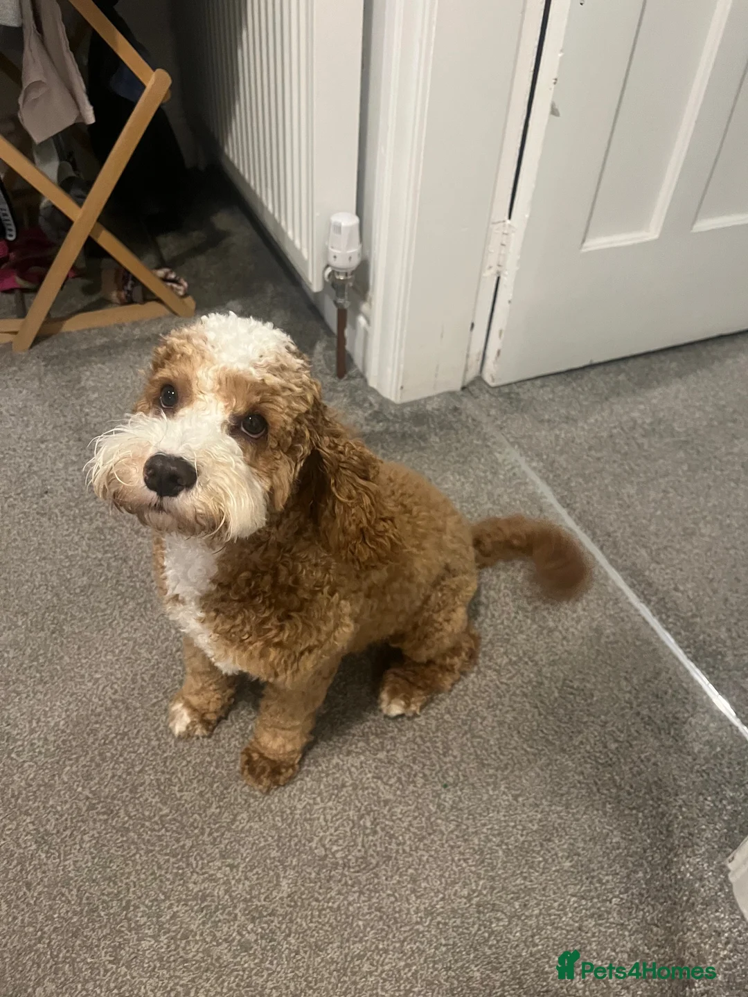 Mixed Breed dogs for sale: 10 m/o F2 Cockapoo in need of quiet home - Advert 2