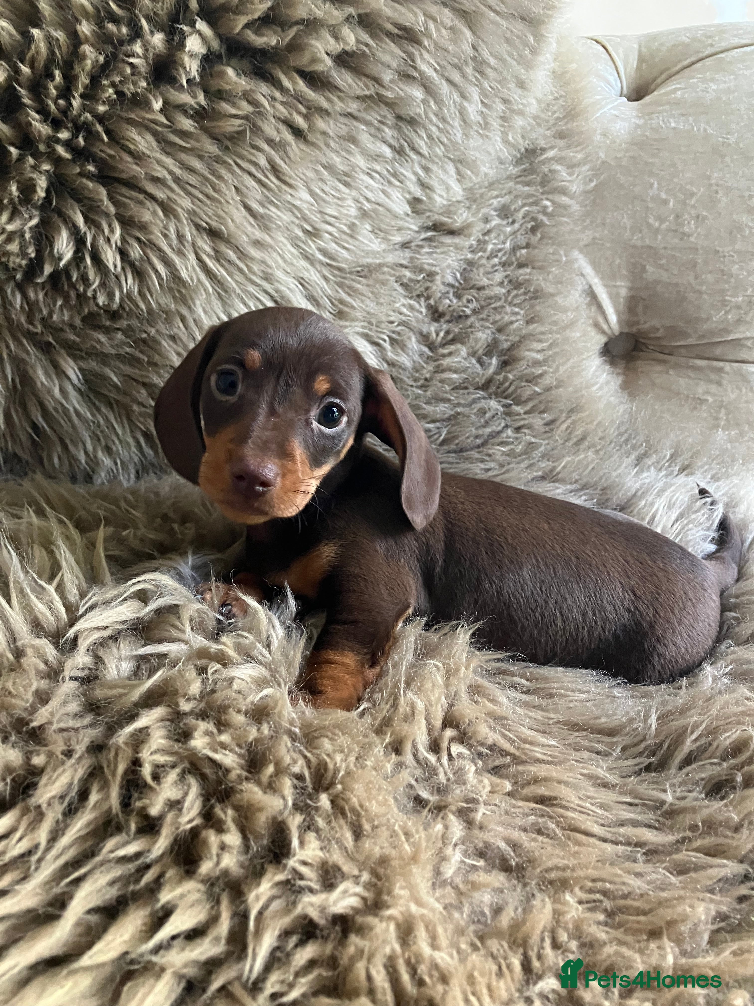Miniature Dachshund dogs KC Reg Miniature Smooth Dachshund  - Advert 3