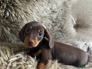 Miniature Dachshund dogs KC Reg Miniature Smooth Dachshund - Advert 3
