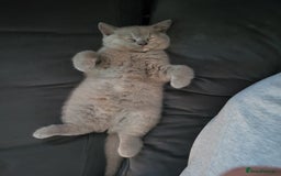 British Shorthair cats for sale: Beautiful Cream/Fawn Female TICA Reg (Active) - Image 4