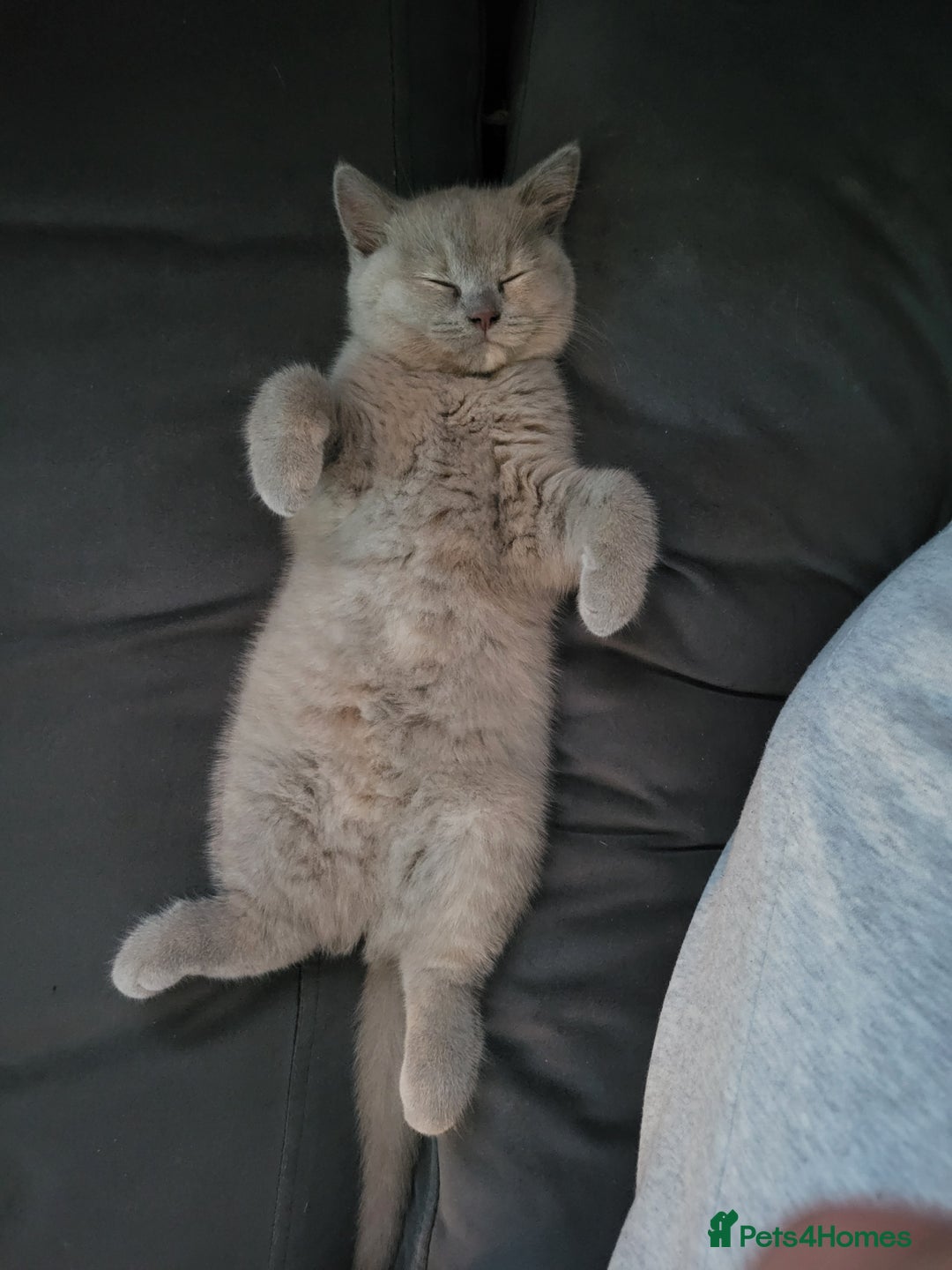 British Shorthair cats for sale: Beautiful Cream/Fawn Female TICA Reg (Active) - Image 4