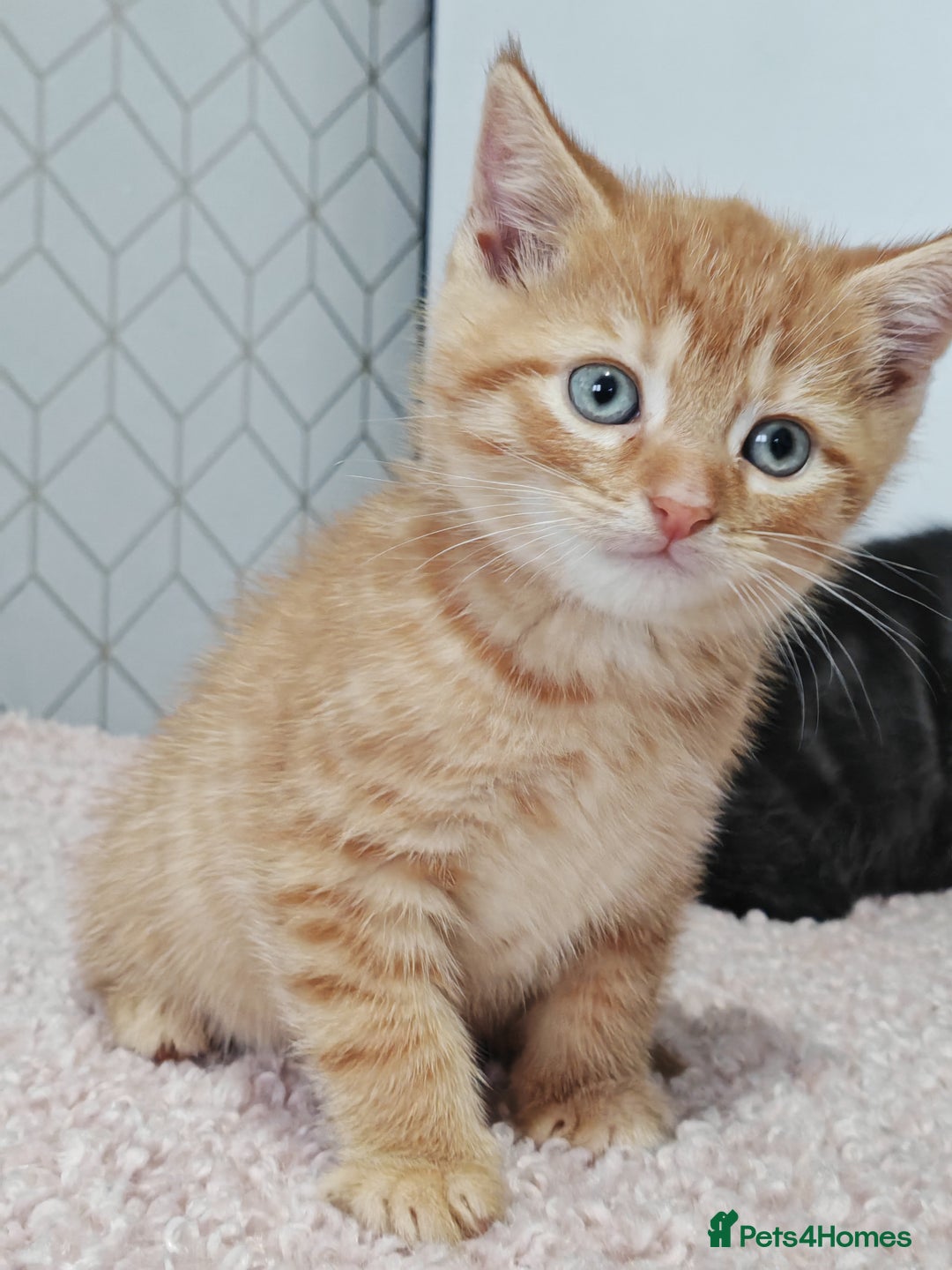 Mixed Breed cats for sale: British Shorthair Mix kittens - Ready Now - Advert 25