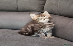 Maine Coon cats for sale: Pedigree GCCF Maine Coon Kittens for sale  - Image 25