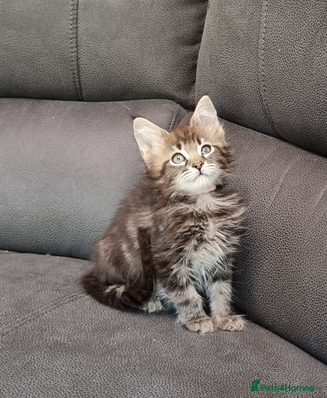Maine Coon cats for sale: Pedigree GCCF Maine Coon Kittens for sale  - Image 25