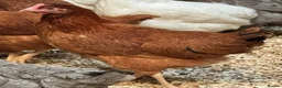 Chickens poultry for sale: Pol chickens for sale  in Coventry - Advert 4