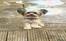 Chorkie dogs for sale: Chorkie (x2 Boys) - Image 28